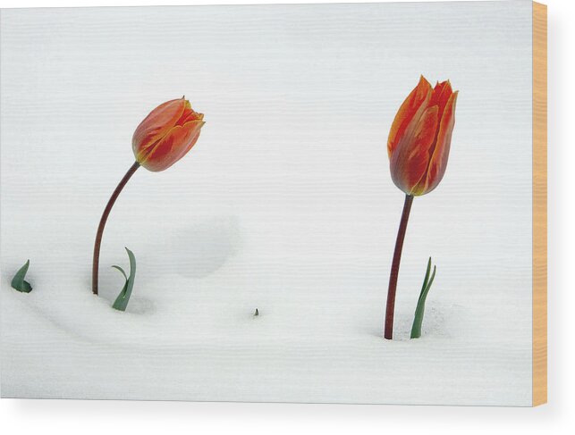 Fine Art Tuilps In The Snow. Fine Art Tuilps Picture. Fine Art Tuilp Cards. Orang Tuilps. Fine Art Canvas. Flowers In The Snow. Spring Snow Storms. Fine Art Tuilp Greeting Cards. Fine Art Tuilp Greeting Card. I Am Sorry Greeting Cards. I Am Sorry Note Cards. Tuilp Picture. Tuilp Canvas Prints. Mixed Media Photography.mixed Media. Mixed Media Photography. Mixed Media Tulip Photography. Mixed Media Flower Photography. Mixed Media Flowers. Wood Print featuring the photograph I Am Sorry by James Steele