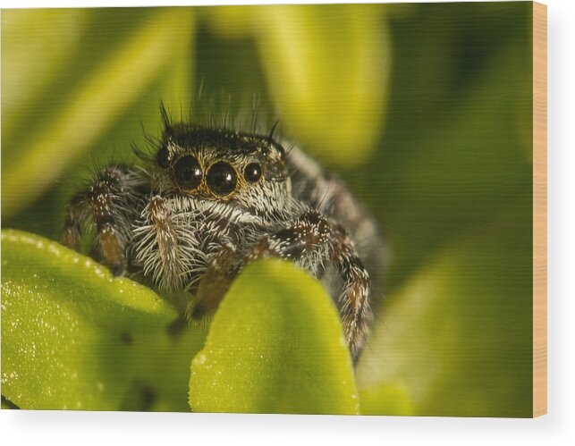 Salticidae Wood Print featuring the photograph I See You by Shawn Jeffries