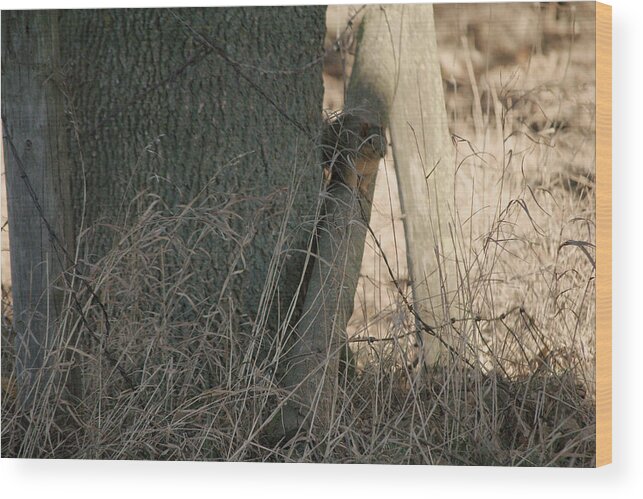 Squirrel Wood Print featuring the photograph I see you by Troy Stapek