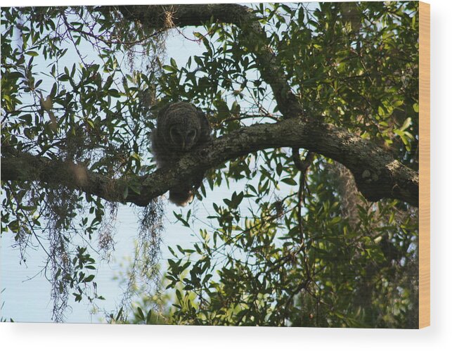 Barred Owl Wood Print featuring the photograph I Spy by Anita Parker