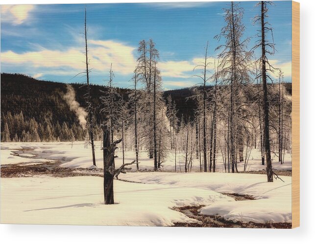 Yellowstone Wood Print featuring the photograph Ice Covered Trees In Yellowstone by Mountain Dreams