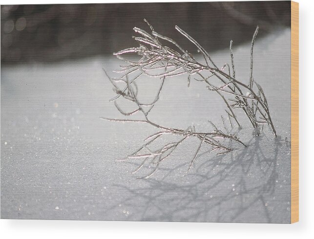 Ice Wood Print featuring the photograph Iced by DArcy Evans