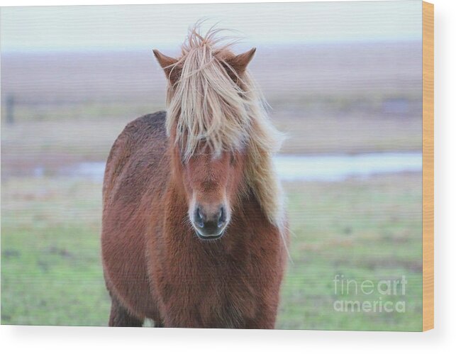 Icelandic Horse Wood Print featuring the photograph Icelandic Horse 7137 by Jack Schultz