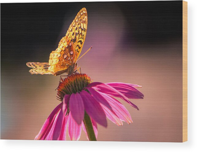 Echinacea Wood Print featuring the photograph If I could by Craig Szymanski