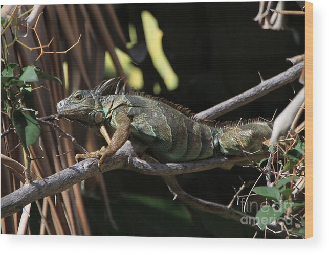 Iguana Wood Print featuring the photograph Iguana by Edward R Wisell
