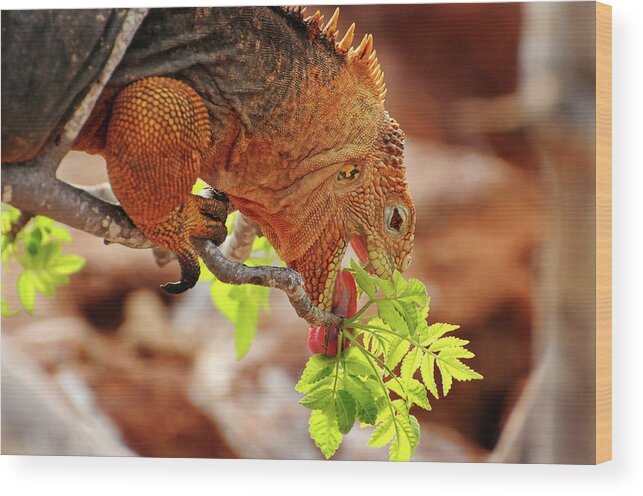 Iguana Wood Print featuring the photograph Iguana Lunch by Ted Keller