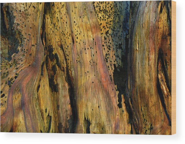 Jekyll Island Wood Print featuring the photograph Illuminated Stump by Bruce Gourley