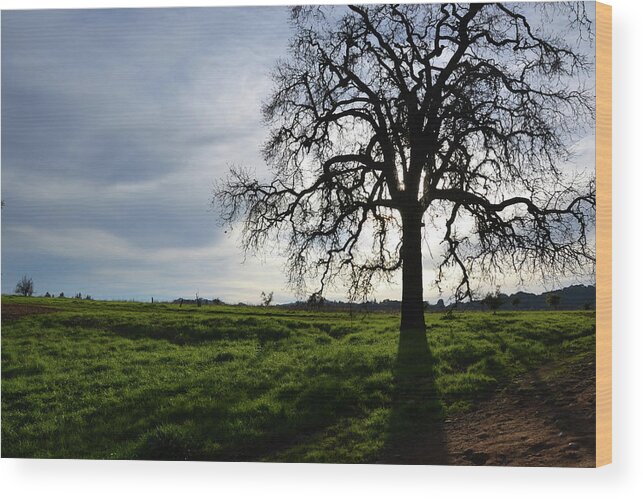 Tree Wood Print featuring the photograph Illumined Tree by D Patrick Miller