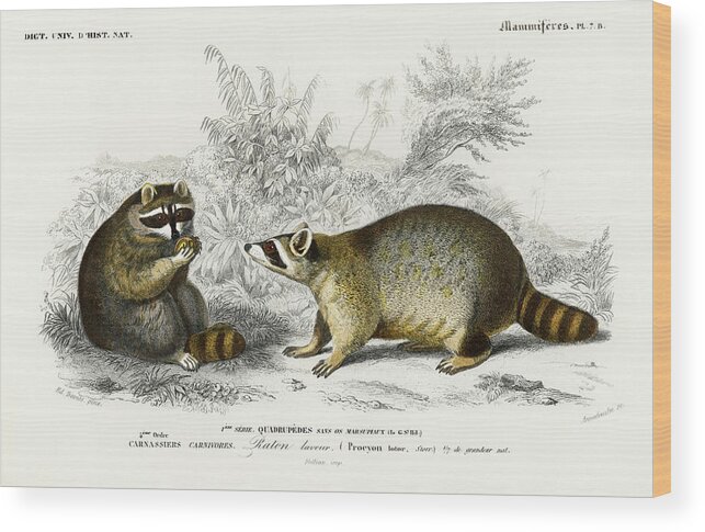 Wildlife Wood Print featuring the painting Illustrated Raccoon - Procyon lotor by Vincent Monozlay
