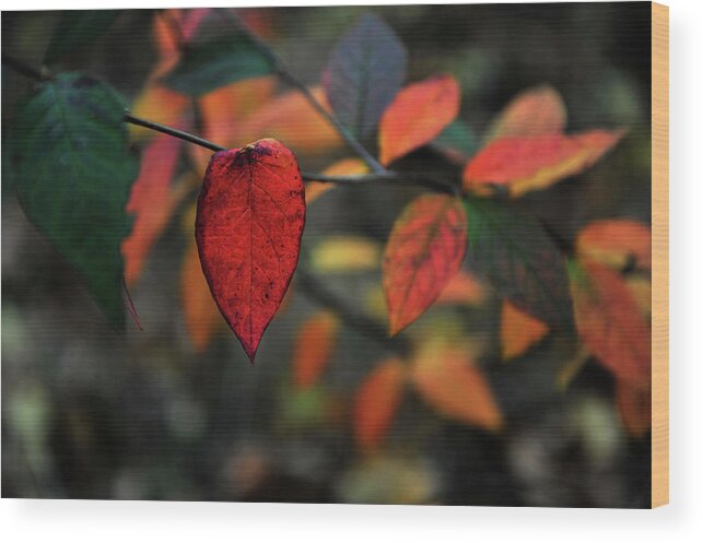 Red Leaf Wood Print featuring the photograph I'm Red, I'm Hot by Randi Grace Nilsberg