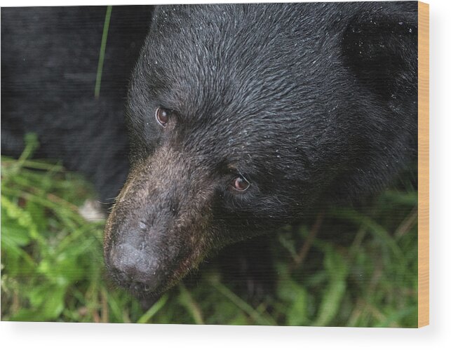 Black Bear Wood Print featuring the photograph Im Watching you by David Kirby