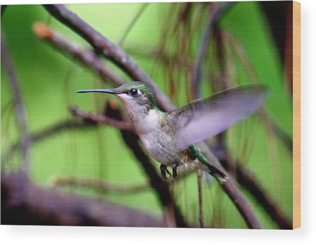 Ruby-throated Hummingbird Wood Print featuring the photograph IMG-3281-001 - Ruby-throated Hummingbird by Travis Truelove