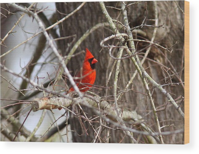 Northern Cardinal Wood Print featuring the photograph IMG_0806 - Northern Cardinal by Travis Truelove