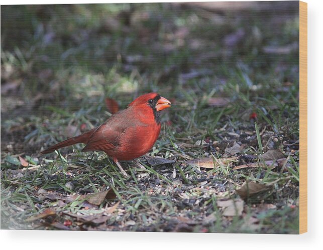 Northern Cardinal Wood Print featuring the photograph IMG_4215-003 - Northern Cardinal by Travis Truelove