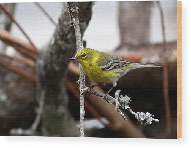 Pinewarbler Wood Print featuring the photograph IMG_6135 -PineWarbler by Travis Truelove