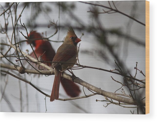 Northern Cardinal Wood Print featuring the photograph IMG_9808 - Northern Cardinal by Travis Truelove
