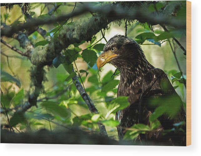 Eagle Wood Print featuring the photograph Juvenile Bald Eagle by Bob Cournoyer
