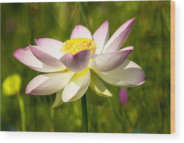 Art Wood Print featuring the photograph Impression Of A Lotus by Edward Kreis