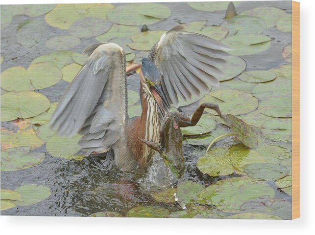 Little Green Heron Wood Print featuring the photograph In A Flash 2 by Fraida Gutovich