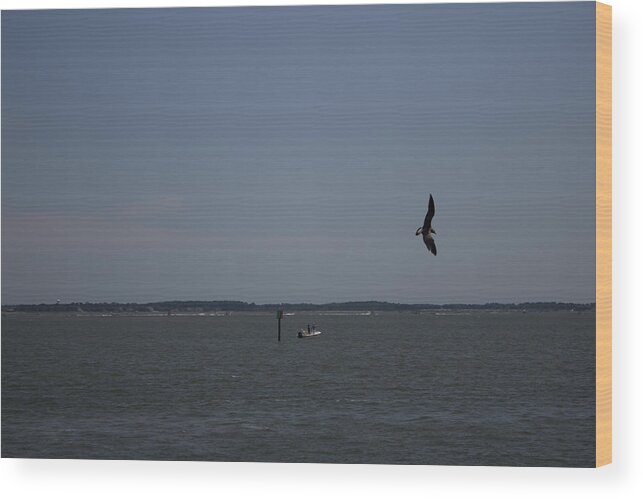 Seagull Wood Print featuring the photograph In Flight by Chris W Photography AKA Christian Wilson