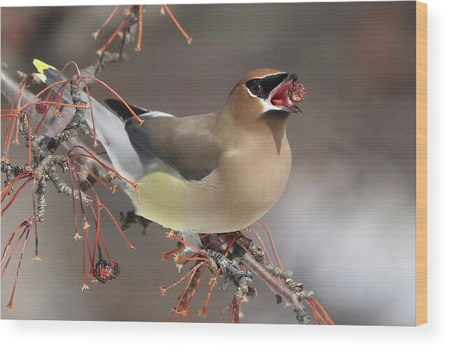 Cedar Waxwing Wood Print featuring the photograph In position by Doris Potter