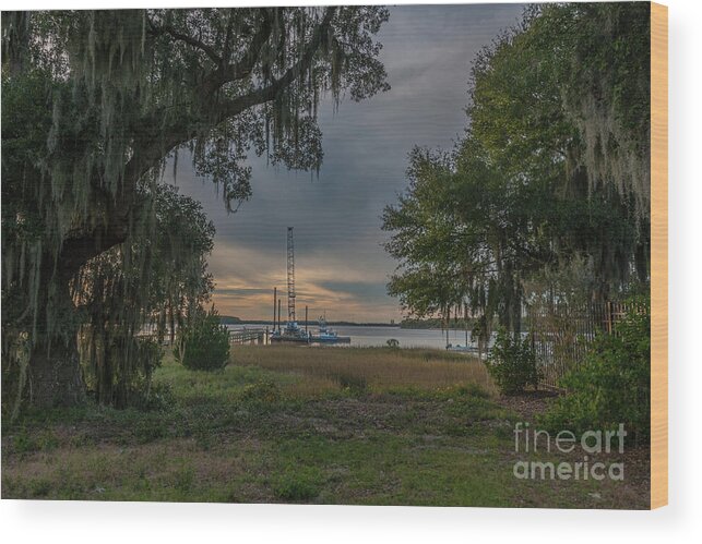 Live Oak Tree Wood Print featuring the photograph In Progress by Dale Powell