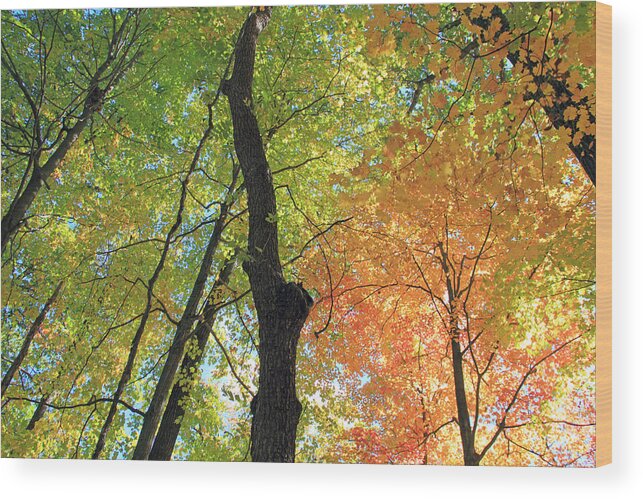 Trees Wood Print featuring the photograph In the Forest Series 4 by Angela Murdock
