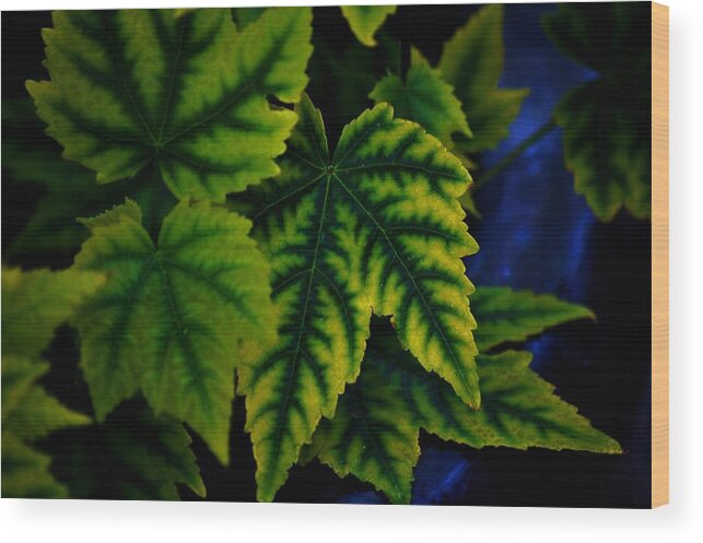 Leaves Wood Print featuring the photograph In the Green by Helen Carson