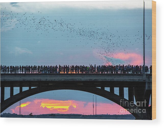 Austin Bats Wood Print featuring the photograph In this breathtaking image a thunderstorm meets the bats take flight from the Congress Ave. Bridge by Dan Herron