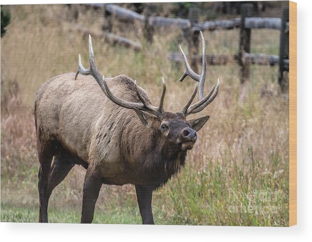 Bull Elk Wood Print featuring the photograph In this Corner by Jim Garrison
