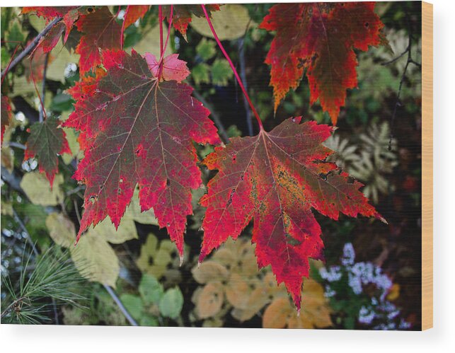 Maple Wood Print featuring the photograph In Transition by Tim Kirchoff