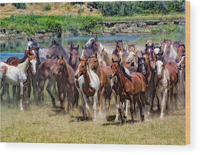 Little Bighorn Re-enactment Wood Print featuring the photograph Indian Horse Roundup 1 by Donald Pash