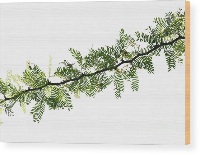Tree Wood Print featuring the photograph Indian Needle Bush Tree Leaves by Tim Gainey