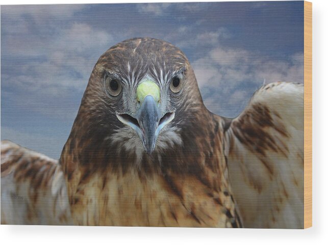 Red Tailed Hawk Wood Print featuring the photograph Inflight Frontal Red Tailed Hawk by Sandi OReilly