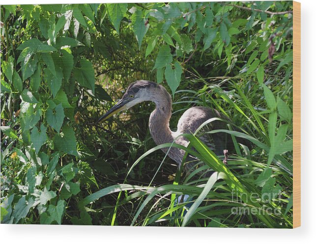 Bird Wood Print featuring the photograph Injure Blue Heron by Donna Brown
