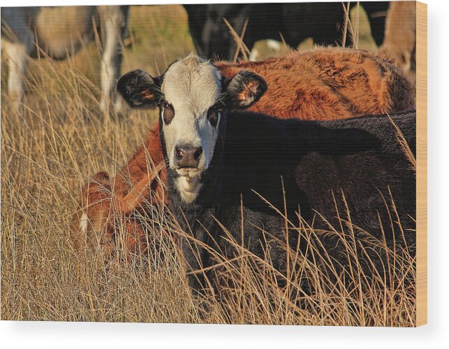 Holstein Wood Print featuring the photograph Inquiring Minds by HH Photography of Florida