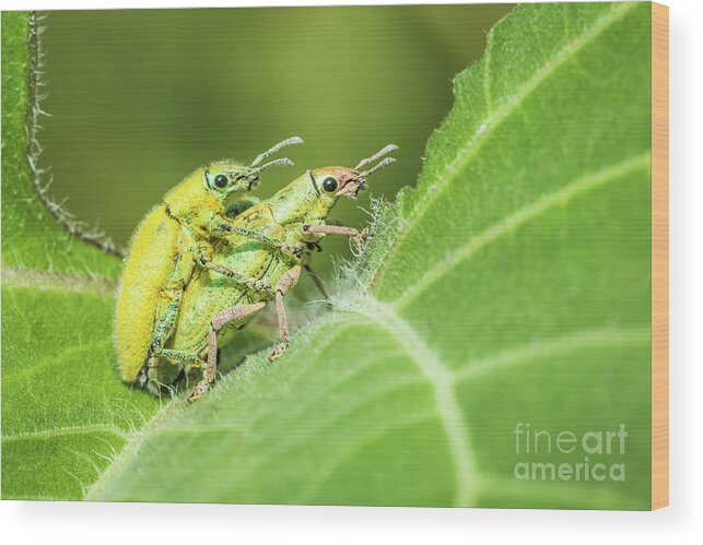 Animal Wood Print featuring the photograph Insect mating by Tosporn Preede