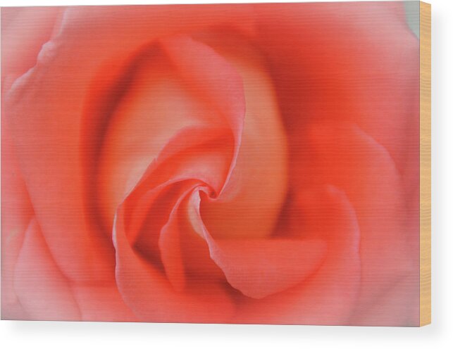 Flower Wood Print featuring the photograph Inside The Rose by Joe Ormonde