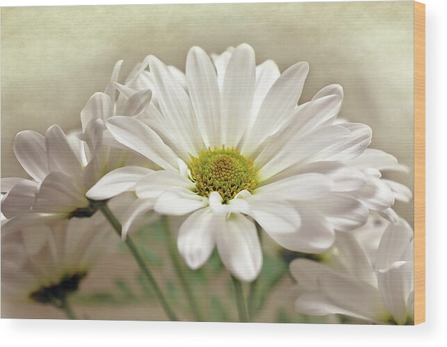 Daisies In Light Photo Wood Print featuring the photograph Inspired Daisies Print by Gwen Gibson