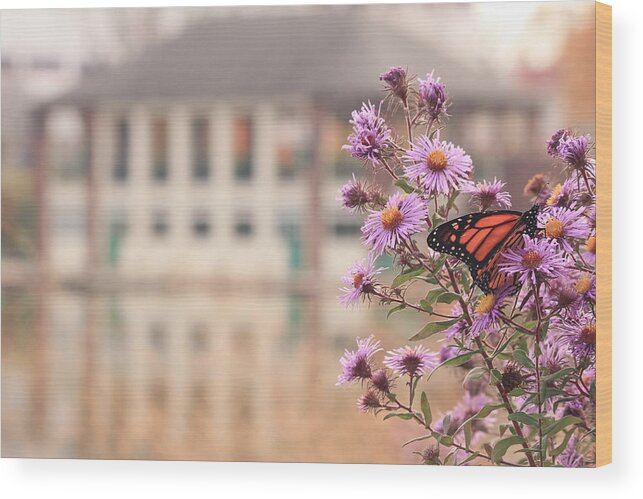 Monarch Wood Print featuring the photograph Into the Asters by Viviana Nadowski