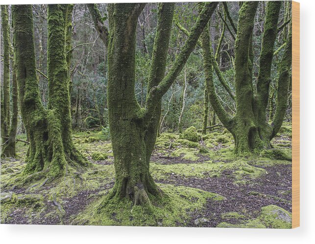Original Wood Print featuring the photograph Into the Irish woods by WAZgriffin Digital