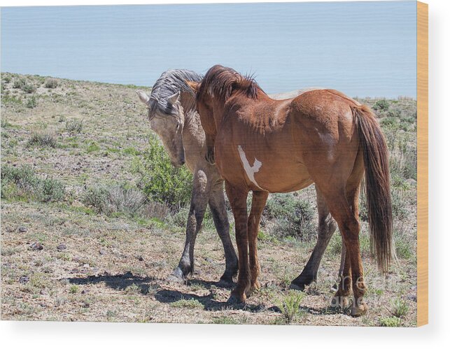 Wild Stallions Wood Print featuring the photograph Introductions by Jim Garrison