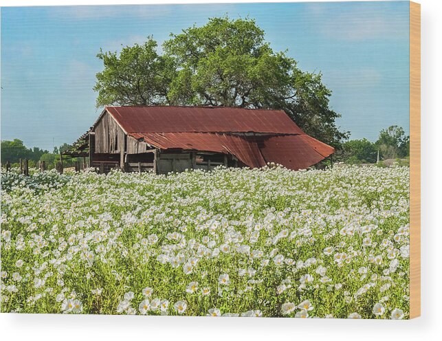 Abandoned Wood Print featuring the photograph Poppy invasion in Hillcountry-Texas by Usha Peddamatham