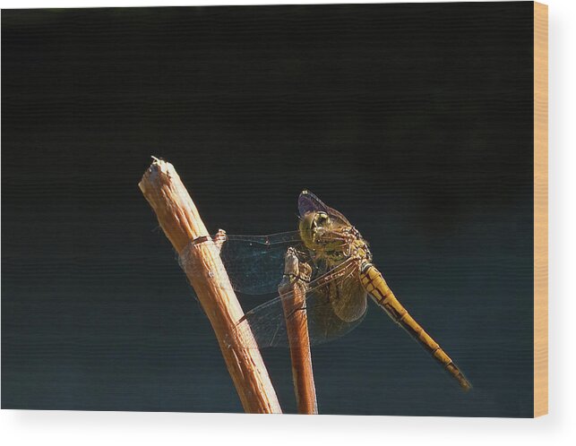 Dragonfly Wood Print featuring the photograph Iridescent Dragonfly by ShaddowCat Arts - Sherry
