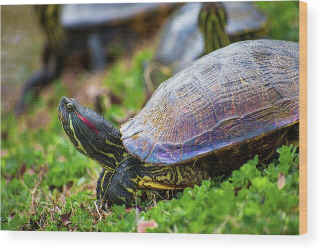 Alabama Wood Print featuring the photograph Iridescent Turtle by James-Allen