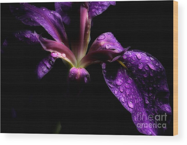 Iris Flower Wood Print featuring the photograph Iris Bloom by Michael Eingle