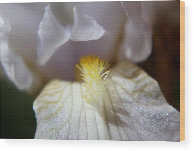 Flower Wood Print featuring the photograph Iris Glistening by Trent Mallett