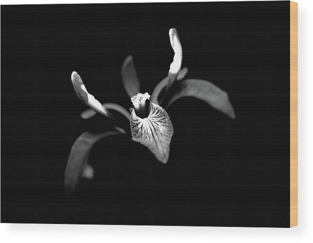 Iris Monochrome Wood Print featuring the photograph Iris by Ian Sanders