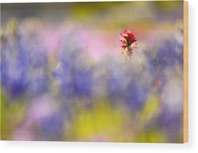 Paintbrush Wood Print featuring the photograph Isolated Paintbrush by Ted Keller