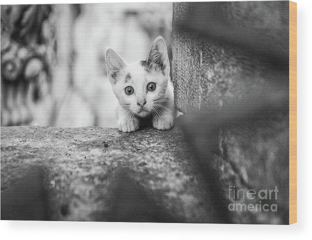 Kedi Wood Print featuring the photograph Istanbul Street Kitten by Dean Harte